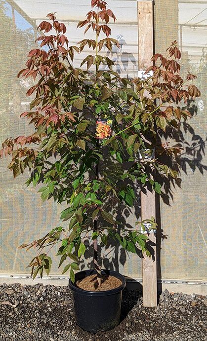 Acer 'Sensation' Maple 13" Pot