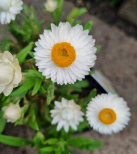 Close-up of Bracteantha 'Mohave White' Native Paper Daisy in a 6" pot, featuring white strawflowers with yellow centers and green foliage, displayed outdoors.