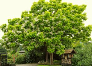 A Catalpa 'Indian Bean Tree' (Field Dug Large), featuring broad green leaves and clusters of white flowers, stands beside a small wooden structure in the garden.