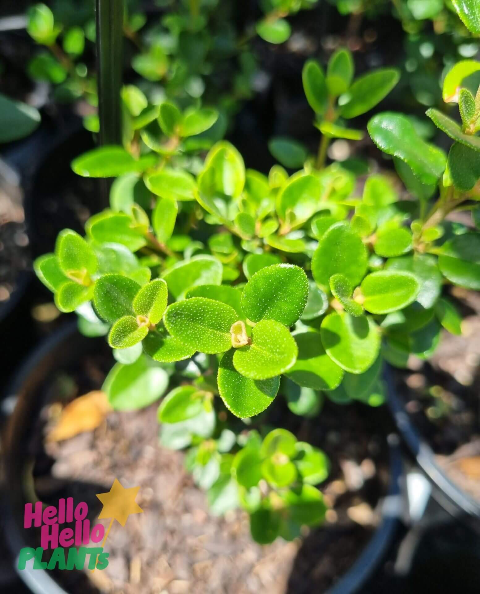 Correa 'Little Cate' 6" Pot