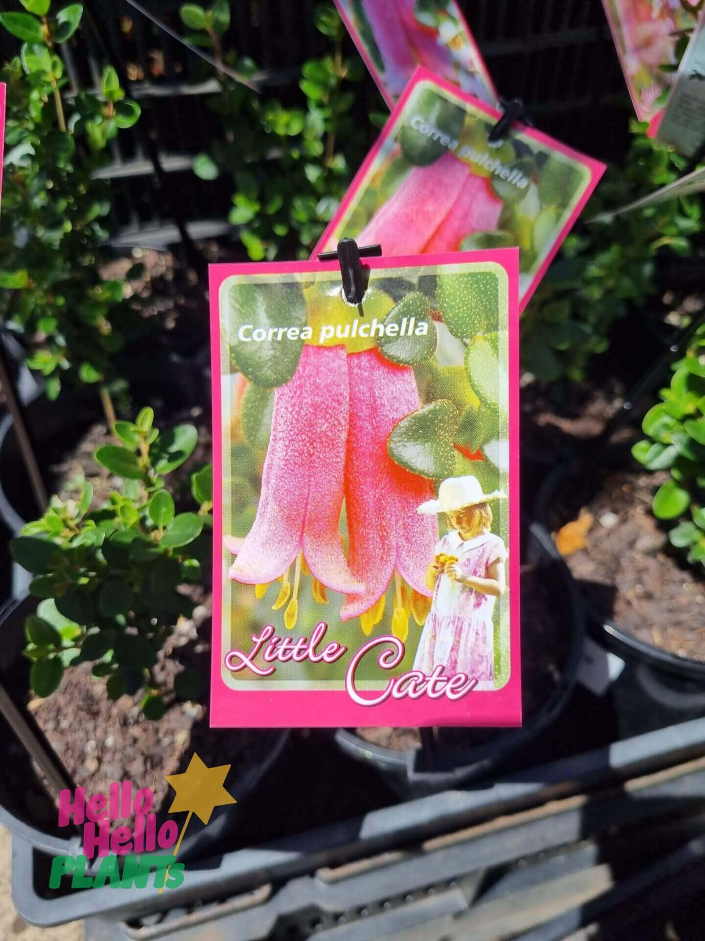 Correa 'Little Cate' 6" Pot