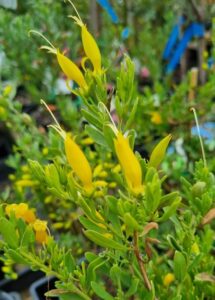 Eremophila 'Belalla Gold' 6" Pot displays narrow leaves and clusters of long, yellow tubular flowers, thriving in a garden setting.