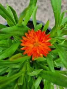 Close-up of Bracteantha 'Mohave Orange' Native Paper Daisy in a 6" pot, featuring vibrant orange pointed petals and green leaves, set against a blurred background.