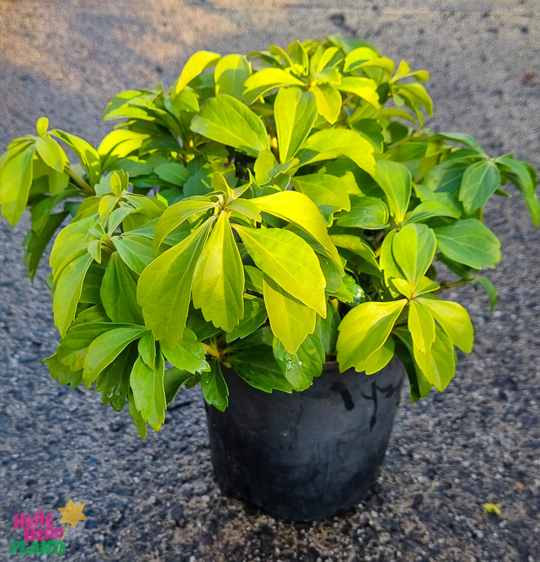 Pachysandra terminalis 'Japanese Spurge' 7" Pot