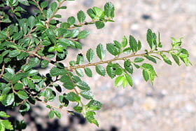 An Ulmus 'Seiju' Chinese Elm in an 8" pot, with its small green leaves, stands out against a blurred gray backdrop, showcasing its delicate beauty.