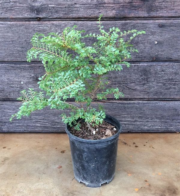 Ulmus 'Seiju' Chinese Elm 8" Pot