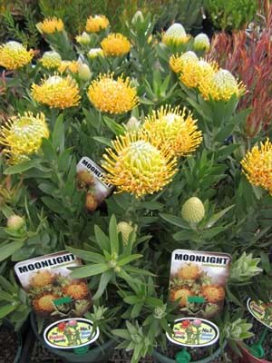Leucospermum 'Moonlight'