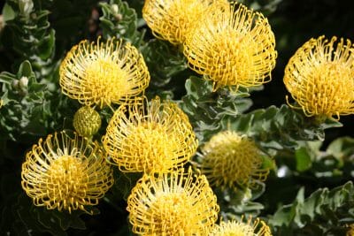 Moonlight dances over spiky petals of the yellow Leucospermum 'Moonlight' pincushion protea, beautifully set off by lush green foliage in a 6" pot.
