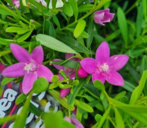 Two pink five-petaled Crowea 'Cooper's Classic' Waxflower flowers with green leaves and unopened buds are shown. A portion of the product’s label is partially visible in the bottom left corner.