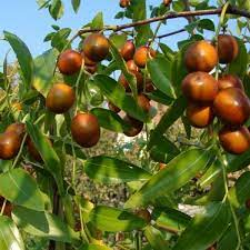 The Ziziphus 'Jujube' Chinese Date in an 8" pot features branches with ripe reddish-brown fruits and vibrant green leaves, swaying gently in the breeze.