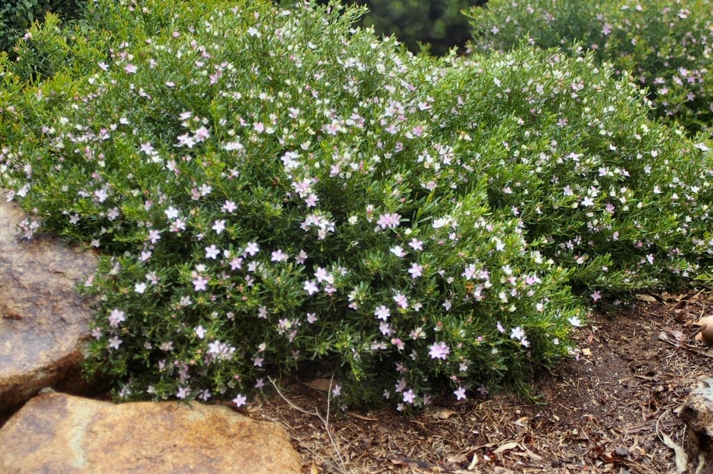Crowea 'White Star' Waxflower 6" Pot