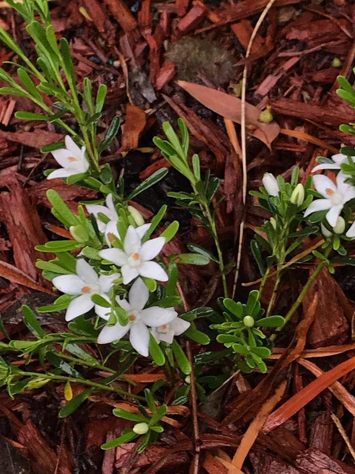 Crowea 'White Star' Waxflower 6" Pot