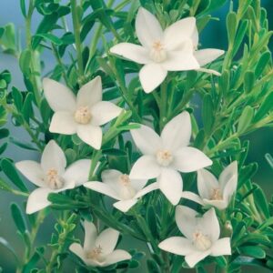 White Star-shaped flowers with five petals bloom among green leaves, reminiscent of the delicate beauty of the Crowea 'White Star' Waxflower in a 6" pot.