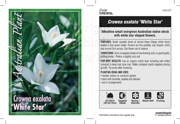Crowea 'White Star' Waxflower 6" Pot