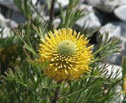The Isopogon 'Sunshine' Coneflower Pot features vibrant yellow flowers with a spiky center and narrow green leaves. Ideal for a rocky backdrop, this decorative pot enhances the plant's natural allure.