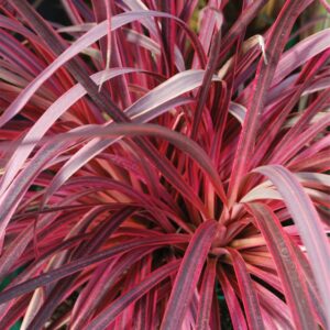 Close-up of Cordyline 'Salsa' in a 7" pot, featuring vibrant pink and red leaves that highlight its unique texture and color.
