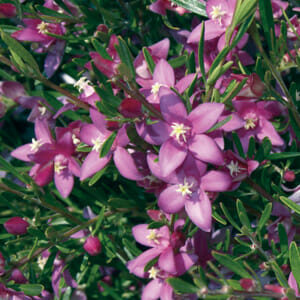 Close-up of Crowea 'Southern Stars' Waxflowers in a 6" pot featuring purple star-shaped flowers with white centers and slender green leaves.