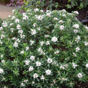 The Daphne 'Eternal Fragrance' 7" Pot features an evergreen shrub with glossy green leaves and clusters of small white flowers, perfect for garden charm.
