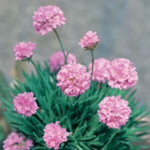 Armeria 'Petite Pink' Sea Thrift in a 6" pot showcases lovely pink flower clusters on tall stems, elegantly framed by green, grass-like leaves.