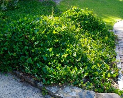 Kennedia 'Black Coral Pea' 6" Pot