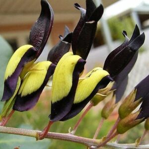 Close-up of a flower resembling small birds on a stem, capturing the charm of Kennedia 'Black Coral Pea' 6" Pot, set against a blurred outdoor background.