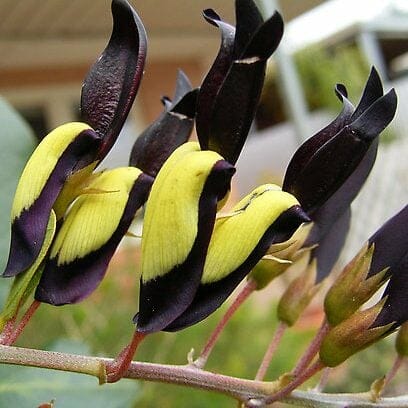 Close-up of a flower resembling small birds on a stem, capturing the charm of Kennedia 'Black Coral Pea' 6" Pot, set against a blurred outdoor background.