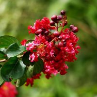 A close up of a Lagerstroemia 'Enduring Summer Red' Crepe Myrtle flower with green leaves.