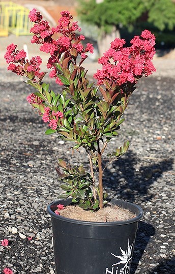 A small Lagerstroemia 'Enduring Summer Red' Crepe Myrtle plant with pink flowers in a black pot.