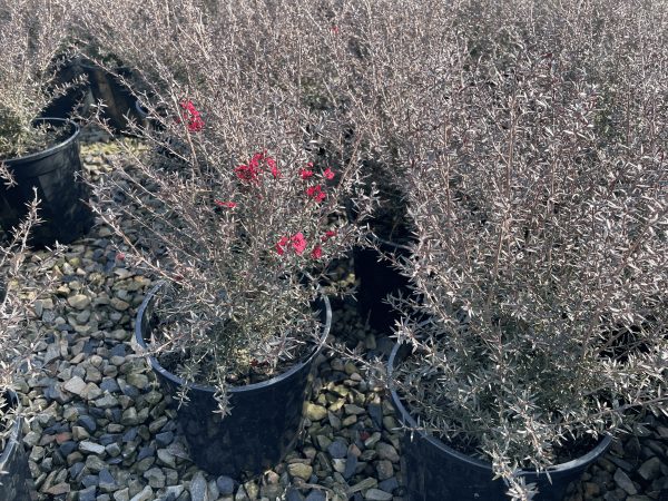 Leptospermum 'Dwarf Tea Tree Burgundy' 8" Pot