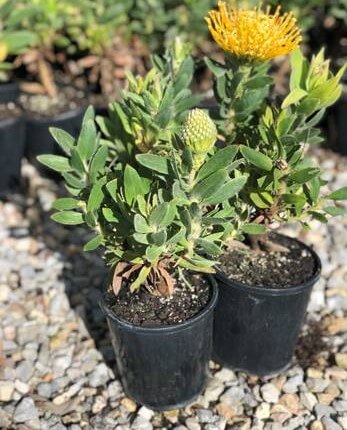 Leucospermum 'Moonlight'