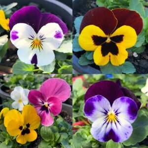 Viola Annual 4" Pot