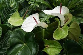 The Anthurium 'White Heart' in a 6" pot showcases two white flowers with dark red spadices, nestled among vibrant green leaves for a striking display.