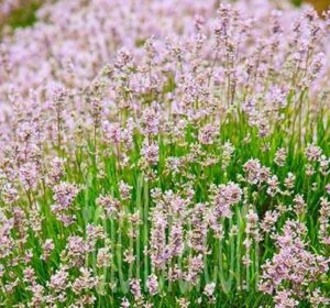 A field of vibrant Lavandula, featuring radiant purple blooms and lush green stems, evokes a sprawling garden. Among them stands the 'English Pink' Lavender, each stem as if thriving from a 6" pot, meticulously cultivated.