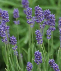 Close-up of Lavandula 'Pacific Blue' Lavender 8" Pot featuring vibrant purple blooms and lush green stems.