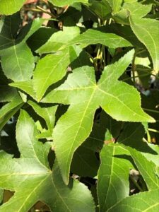 Close-up of bright green leaves with pointed lobes and visible veins, clustered densely and illuminated by sunlight, resembling the Liquidambar 'Slender Silhouette' Sweetgum in a 13" pot.