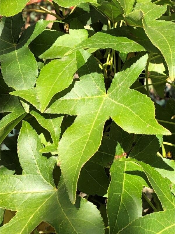 Close-up of bright green leaves with pointed lobes and visible veins, clustered densely and illuminated by sunlight, resembling the Liquidambar 'Slender Silhouette' Sweetgum in a 13" pot.