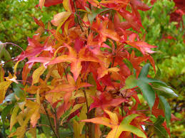 Liquidambar 'Slender Silouhette' Sweetgum 8" Pot