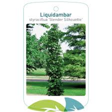 Liquidambar 'Slender Silouhette' Sweetgum 8" Pot