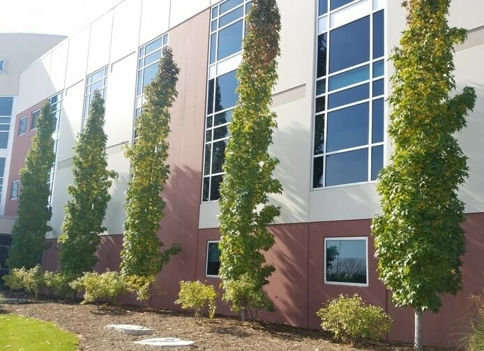 Liquidambar 'Slender Silouhette' Sweetgum 8" Pot