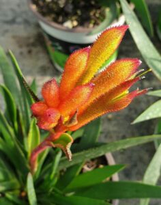 The Anigozanthos 'Bush Fire™' Kangaroo Paw, with its fuzzy orange-red blooms, stands out amidst its lush green leaves in a 6" pot.