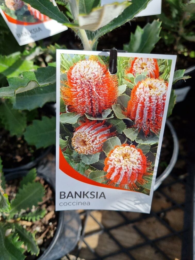 Banksia coccinea 'Scarlet Banksia' 6" Pot