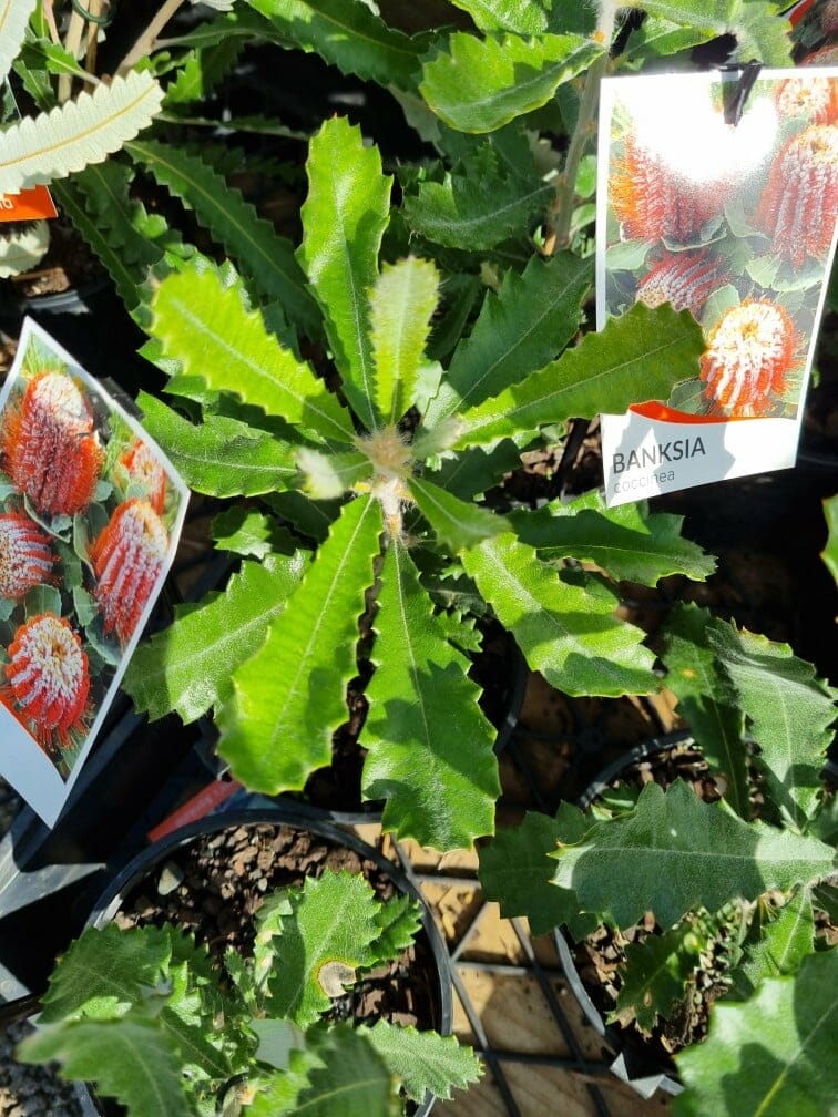 Banksia coccinea 'Scarlet Banksia' 6" Pot