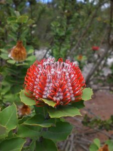 The Banksia coccinea 'Scarlet Banksia' in a 6" pot displays its striking red and white spiky petals, framed by lush green leaves, in a natural setting.