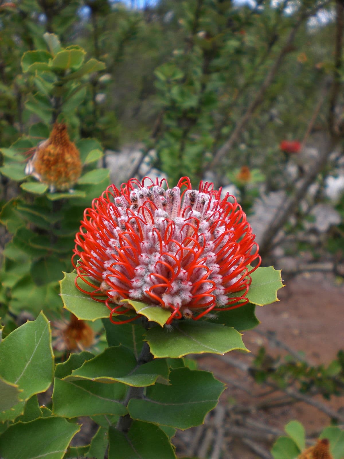 The Banksia coccinea 'Scarlet Banksia' in a 6" pot displays its striking red and white spiky petals, framed by lush green leaves, in a natural setting.