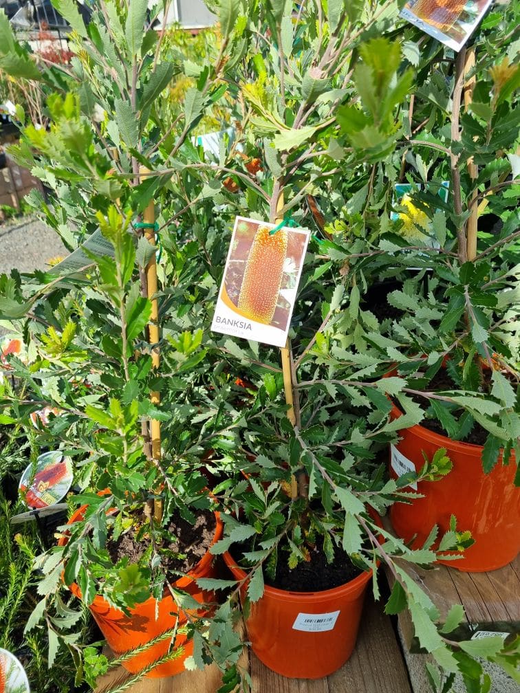 Banksia praemorsa 'Cut-Leaf Banksia' 8" Pot