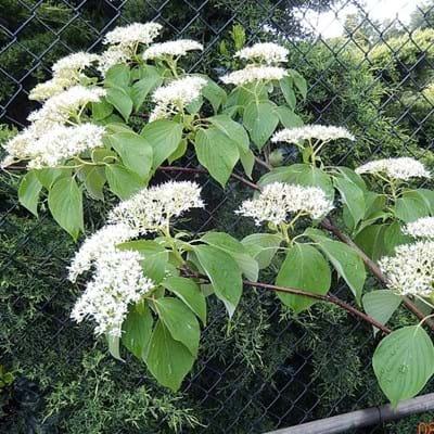 Cornus 'June Snow' Dogwood