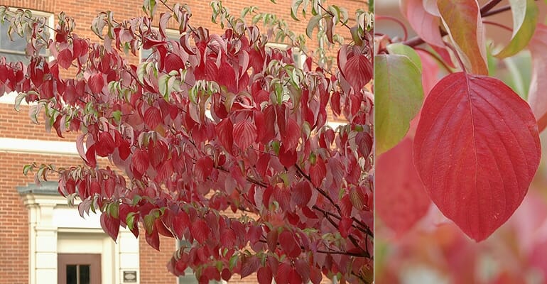 Cornus 'June Snow' Dogwood