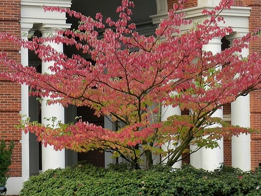 Cornus 'June Snow' Dogwood