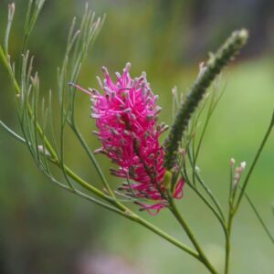 The Grevillea 'Panrock Princess' in a 6" pot showcases vibrant pink blooms and slender green leaves, elegantly set against a soft, blurred green background, making it an ideal choice to enhance any setting with its natural beauty.