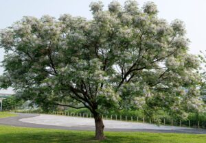 A Melia 'White Cedar' (Field Dug Extra Large) with spreading branches and clusters of small white flowers stands on green grass near a paved road and a fence.